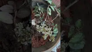 Plant that smokes in my garden# Begonia# Plants