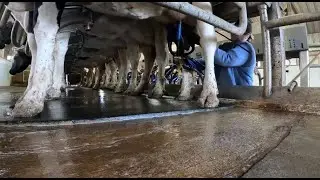 Cows Gotta Be Milked In Sickness And In Health