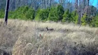 Deer Hunting With Dogs!! Ep:11! Multiple Killshots!! 11 Deer Down!!