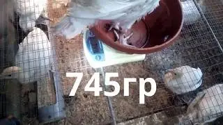 Индюки биг 6 взвешивание 7-14-21 день. Big 6 turkeys weighing 7-14-21 days