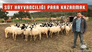 SAKIZ KOYUNU ÖZELLİKLERİ ~ SÜT HAYVANCILIĞI YAPARAK PARA KAZANMAK ~