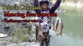 📌 Mancing ikan hampala teknik cekrak