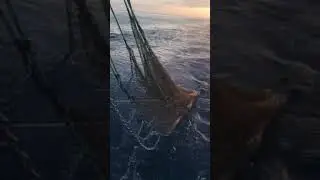 Sea snake in net