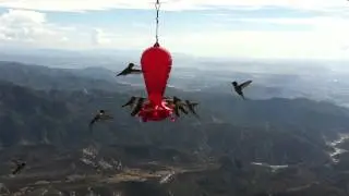 Humming birds at Keller Peak fire lookout tower