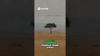 Las Asombrosas Rayas de las Cebras  Un Mundo &Uacute;nico
