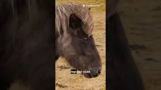 Top 5 Horse Facts You'll Replay Twice! #shorts #animals #horse