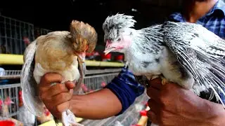 Very cute hen farming - Most beautiful chicken in the world | hen farming in home