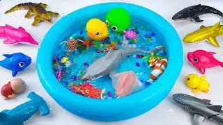 [Toy asmr] RC Shark & Hammer Shark & Zuru Fish & Baby Shark & Aquarium ASMR Satisfying with Unboxing
