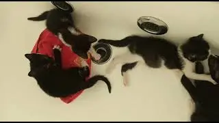 #rj #adote #adoção #adocao #anima #bich #bichinho #gat #gatinhos #felinos #filhotinho #filhot  #pet