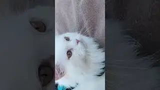 Timo's first picnic_persian cat