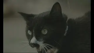 petTracer GPS Cat Collar