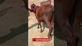 #gircrosscow #desicow #farmtalk #dairyfarming #forsale#pashumandi #hfcowsale #