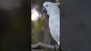 The sulphur-crested cockatoo (Cacatua galerita) is a relatively large white cockatoo#birds
