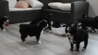 Blue-Diamond-Beauty-F1-Mini-Bernedoodle-Litter