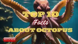 10 Interesting Facts About Octopus | 10 Amazing Facts About Octopus