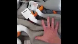 Duck Army - Vine