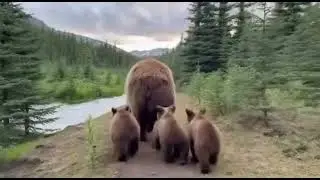 Bear walking with 3 baby bears