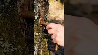 Nature&rsquo;s Drink 🍃#camping #survival #bushcraft #outdoors #food