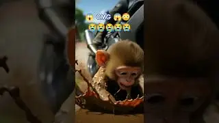 baby monkey build the 😱#viral #animal #shorts😭 #animation😭 #tending😭 #sad 😍