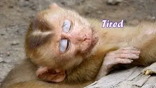 Poor baby monkey Axel so much tired sleep &dream miss home-Alex staying alone no friend