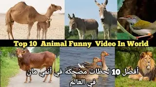 Top 10 Animan Funny Moment In World |أفضل 10 لحظات مضحكة في أنمي مان في العالم