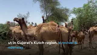 Camel Milk Value Chain: Conservation to Commercialization