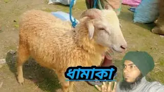 Part 3.গাড়ল ও ভেড়ার ধামাকা অফার (নওগাঁ হাট তাড়াশ উপজেলা সিরাজগঞ্জ)#goat #vairalvideo #foryou