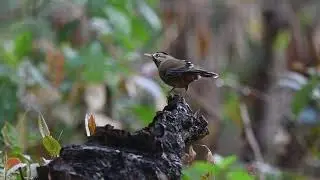 Western Moustached Laughingthrush, Yunnan, 2020