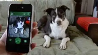 BarkCam