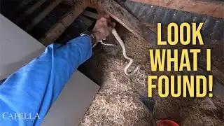 Snake in the Coop! 🐍 | August 8, 2025 (Farm Vlog Friday Egg Collection)