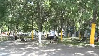 Pour le Tour de France, des arbres du centre-ville se parent de jaune