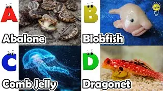 Изучаем названия морских животных | Песенка про морских животных | Самые популярные морские сущес...
