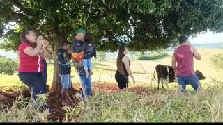 Hoje eu e minha família fomos chupar manga direto do pé! #viral #roça #viralvideo 