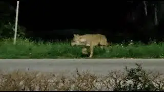 Incontro ravvicinato con il lupo a Macerata