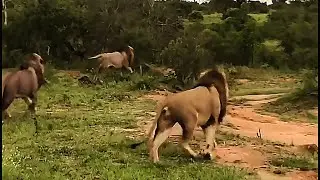 3 Black Dam Male Lions Running behind single Makeppies Lioness | Kruger | 25 December 2025
