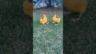Life-Size Needle Felted Ducks | Bright Yellow Realistic Ducks | Handmade Wool Art
