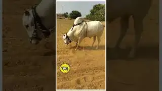 Attitude of Ongole Bulls