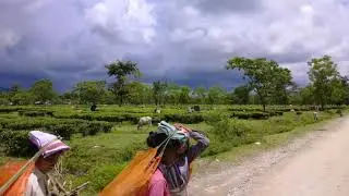 Doomni tea estate, Assam