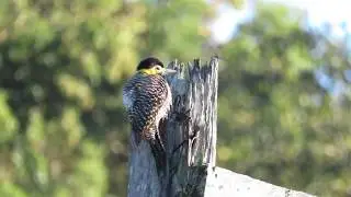 Pica-pau-do-campo (Colaptes campestris)