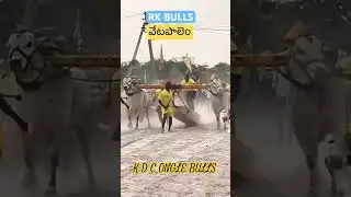 RK BULLS 🔥/#cow /#bull /#animals /#shortvideo /#shorts /#subscribe