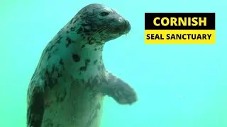 Cornish Seal Sanctuary: See the adorable seals up close in 4K!
