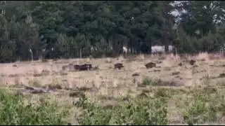 Roedel wolven achter rotte zwijnen aan 12-8-25 Renderklippen Heerde. 
