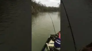 Colorado river catfish
