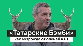 Как возрождают &laquo;татарских Бэмби&raquo;? Пятнистые олени и маралы. Экопарк &laquo;Дикая ферма&raquo;