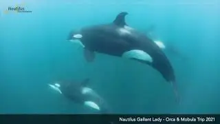 How to swim with Mobulas en Orcas