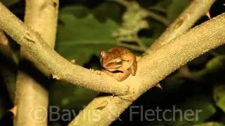 Four-lined tree frog, G.Jerai, Kedah, Malaysia. 20140717_001817.m2ts