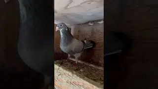 meuleman cock