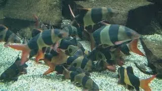[HD] Group of fully grown Clown Loaches / Prachtschmerlen @ Zoo Wuppertal [1/19]