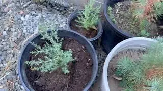 Seed Grown Afghan Pines 16 month Update- Growing Arizona Cypress From Seed- California Foothill Pine