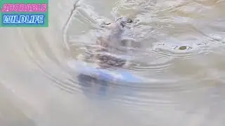 Hot Day, Baby Monkeys Looks Very Happy To Swim